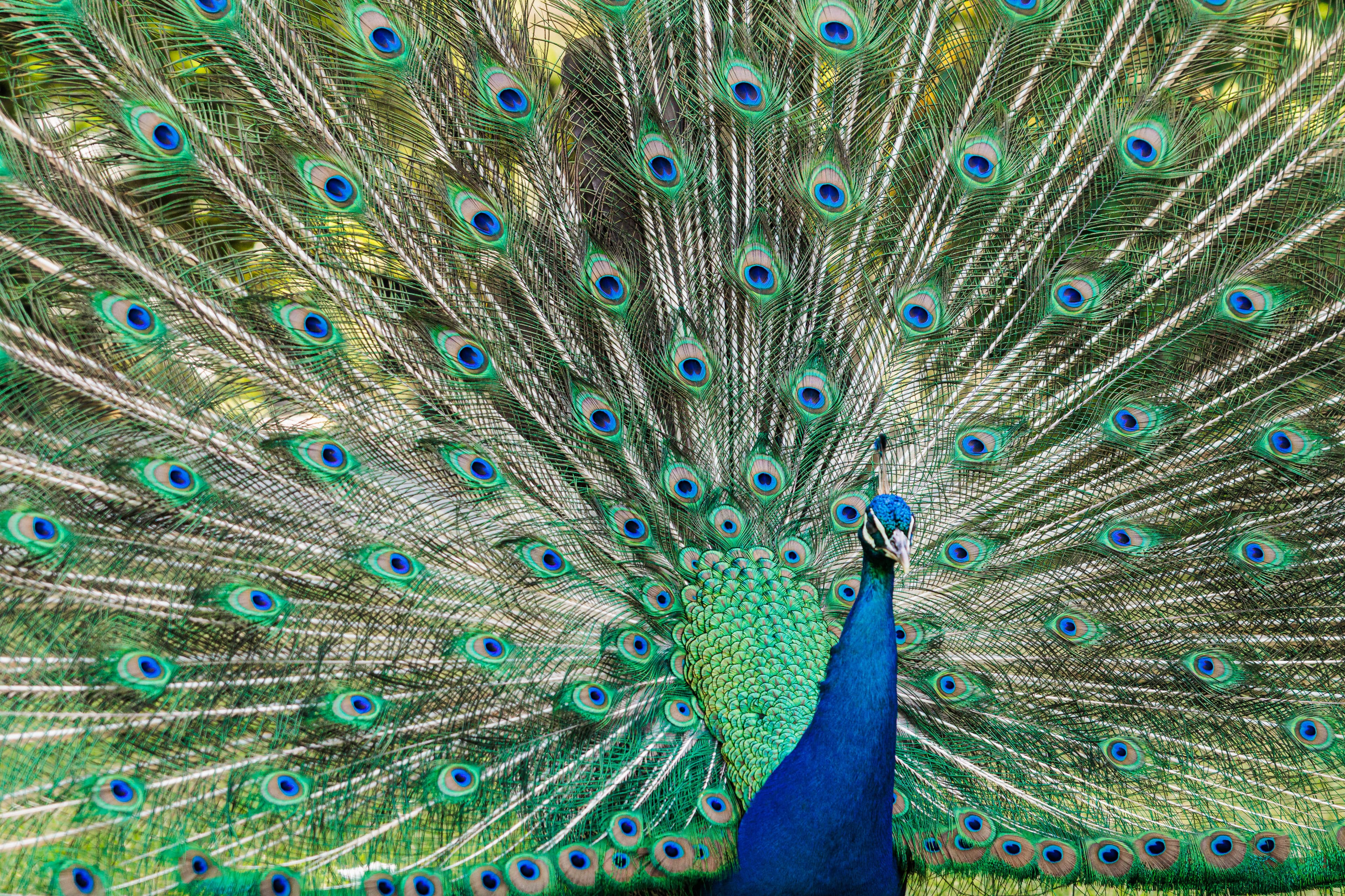 A peacock showing vivid wildlife color and texture.