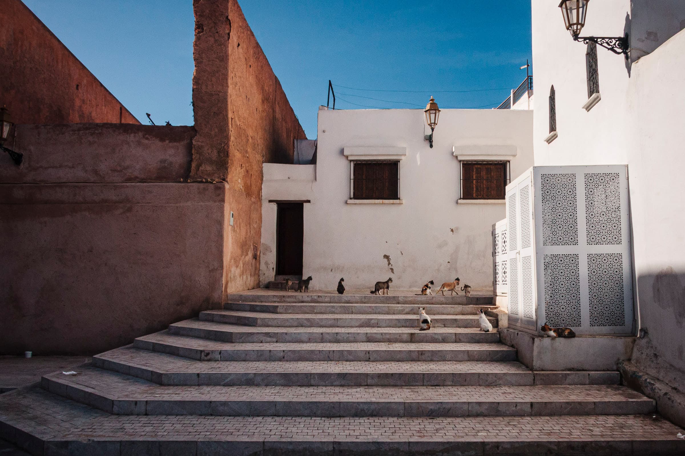 Cats resting on stone steps in a travel street scene.