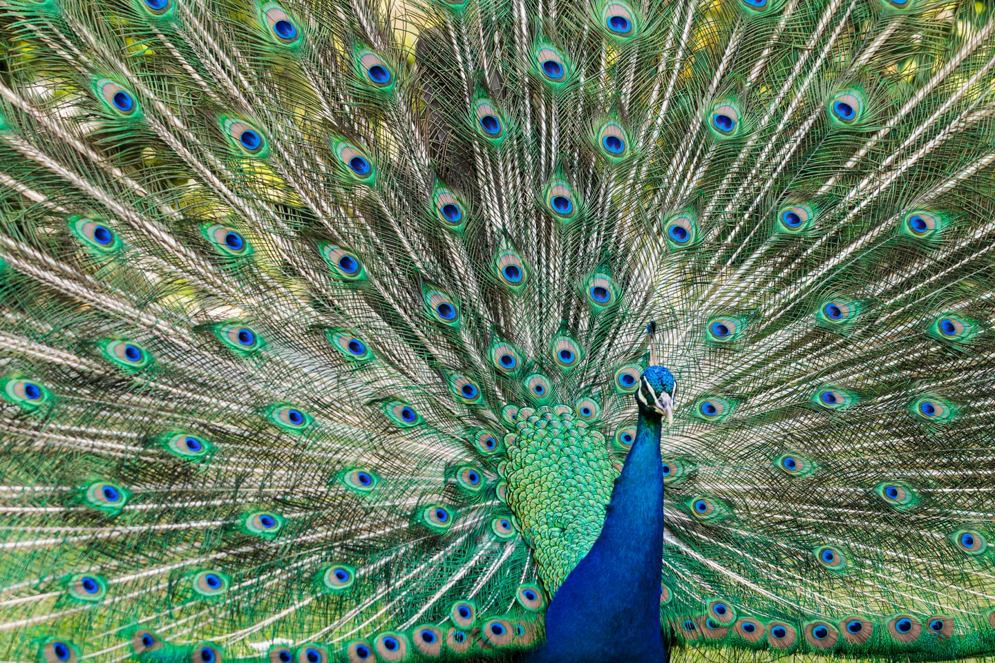 Peacock displaying a full fan of iridescent feathers.