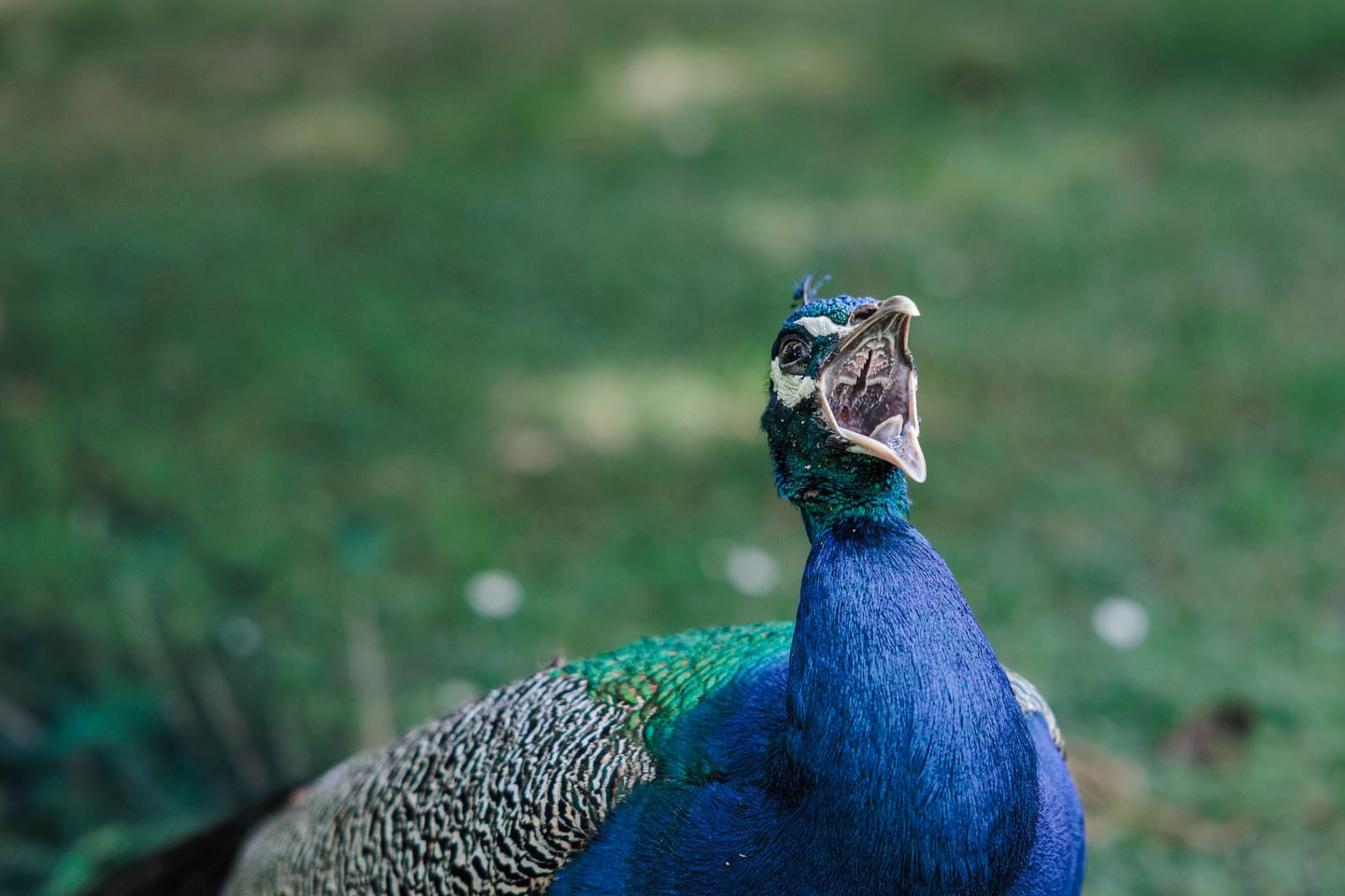 Blue peacock portrait with detailed plumage and natural color.