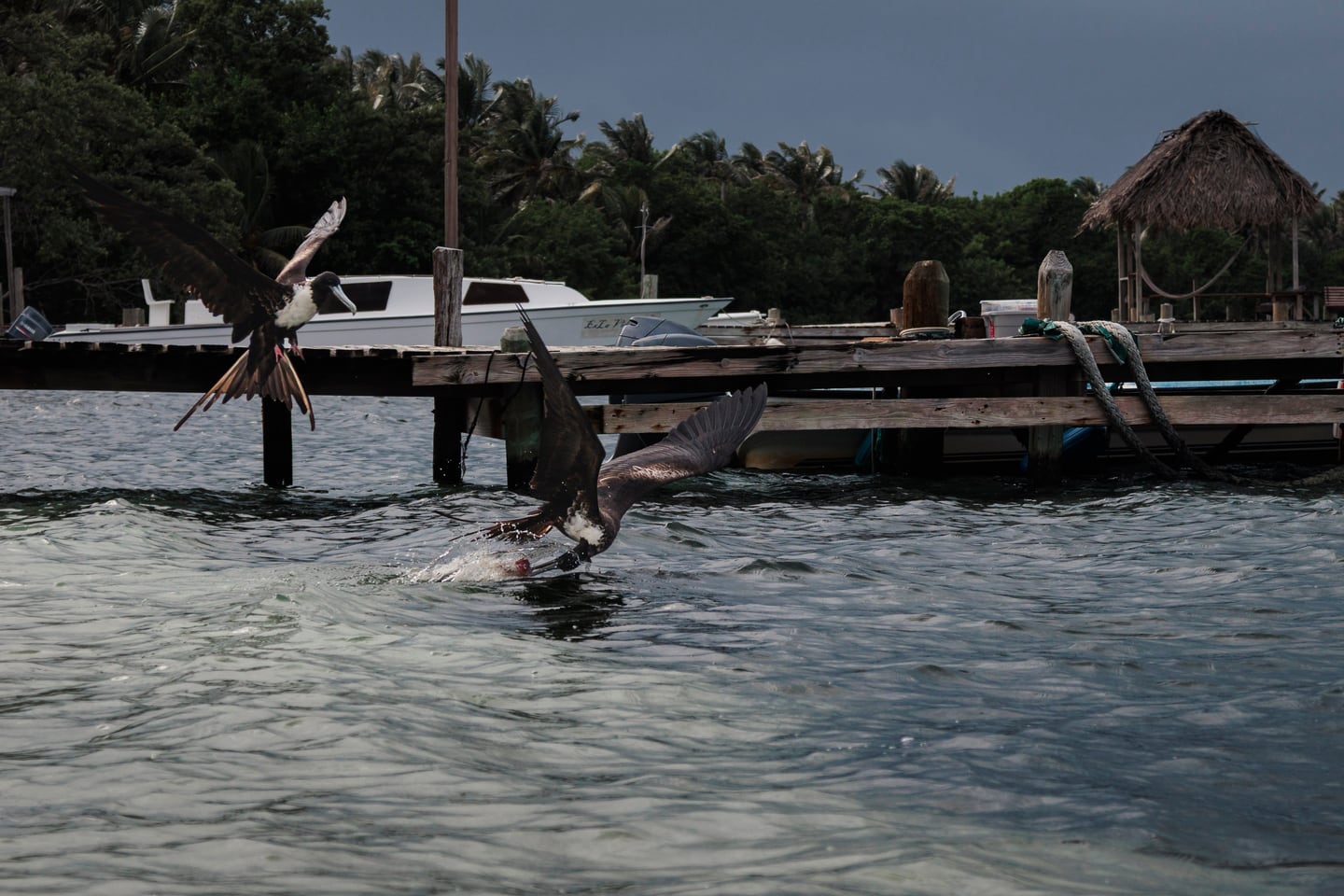 Birds diving near a dock over dark water.