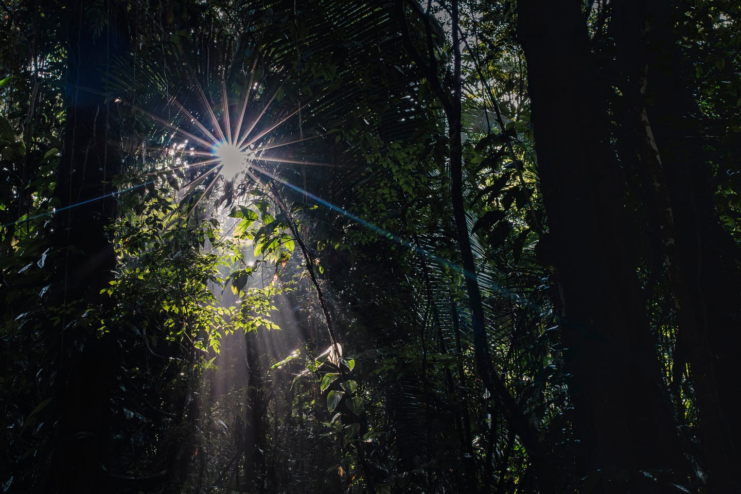 Sunlight filtering through a dark forest canopy.