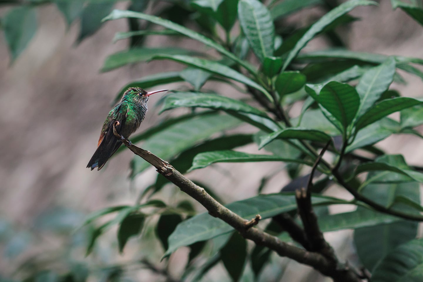 Hummingbird resting among green branches.