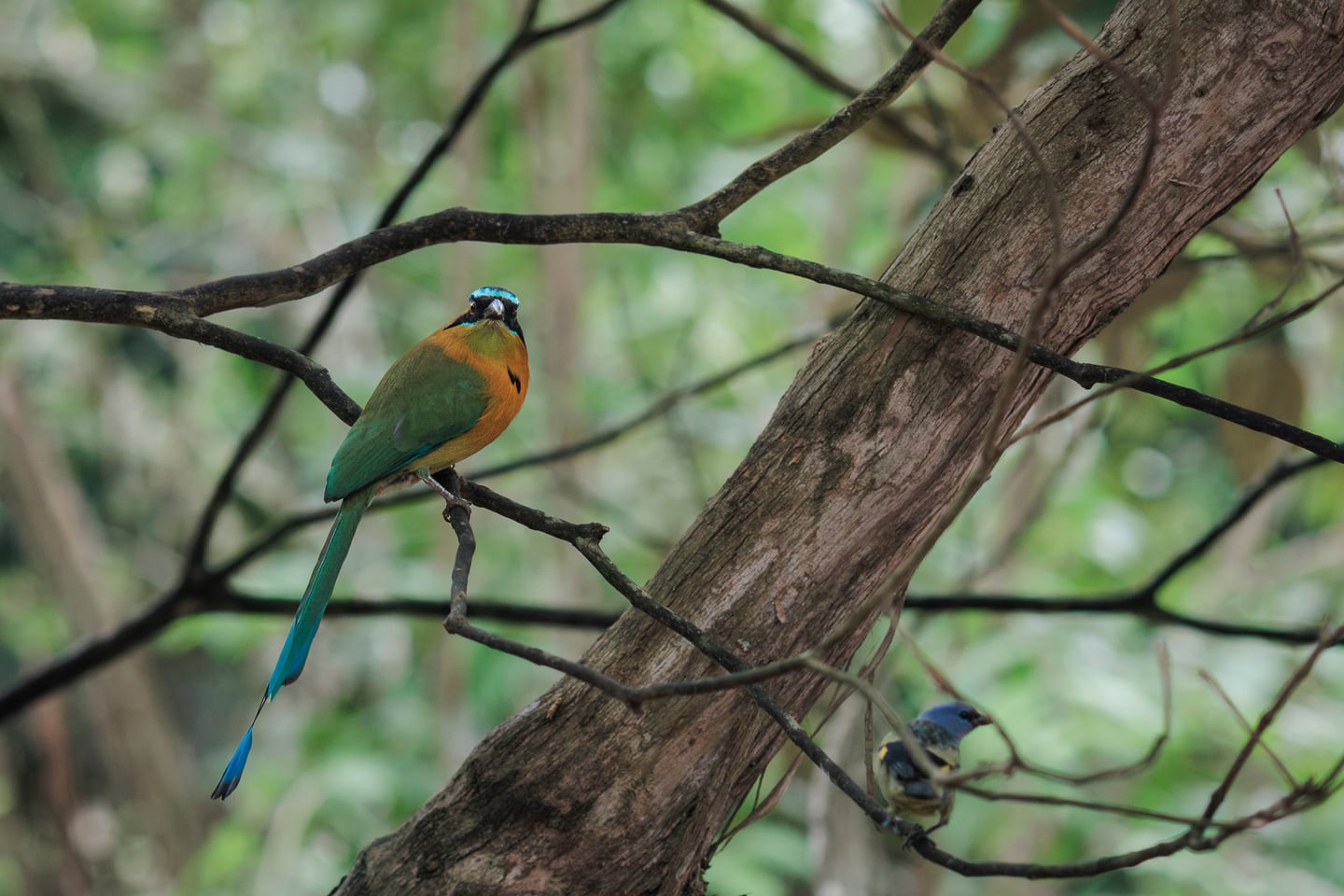 Long-tailed bird perched on a branch in soft natural light.