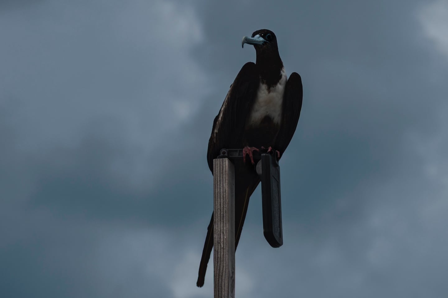 Perched bird silhouetted against a stormy sky.