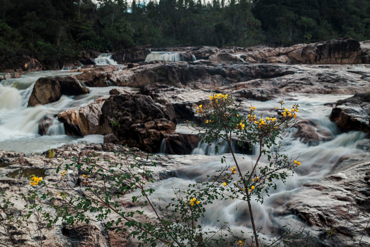 River rocks and wildflowers along moving water.