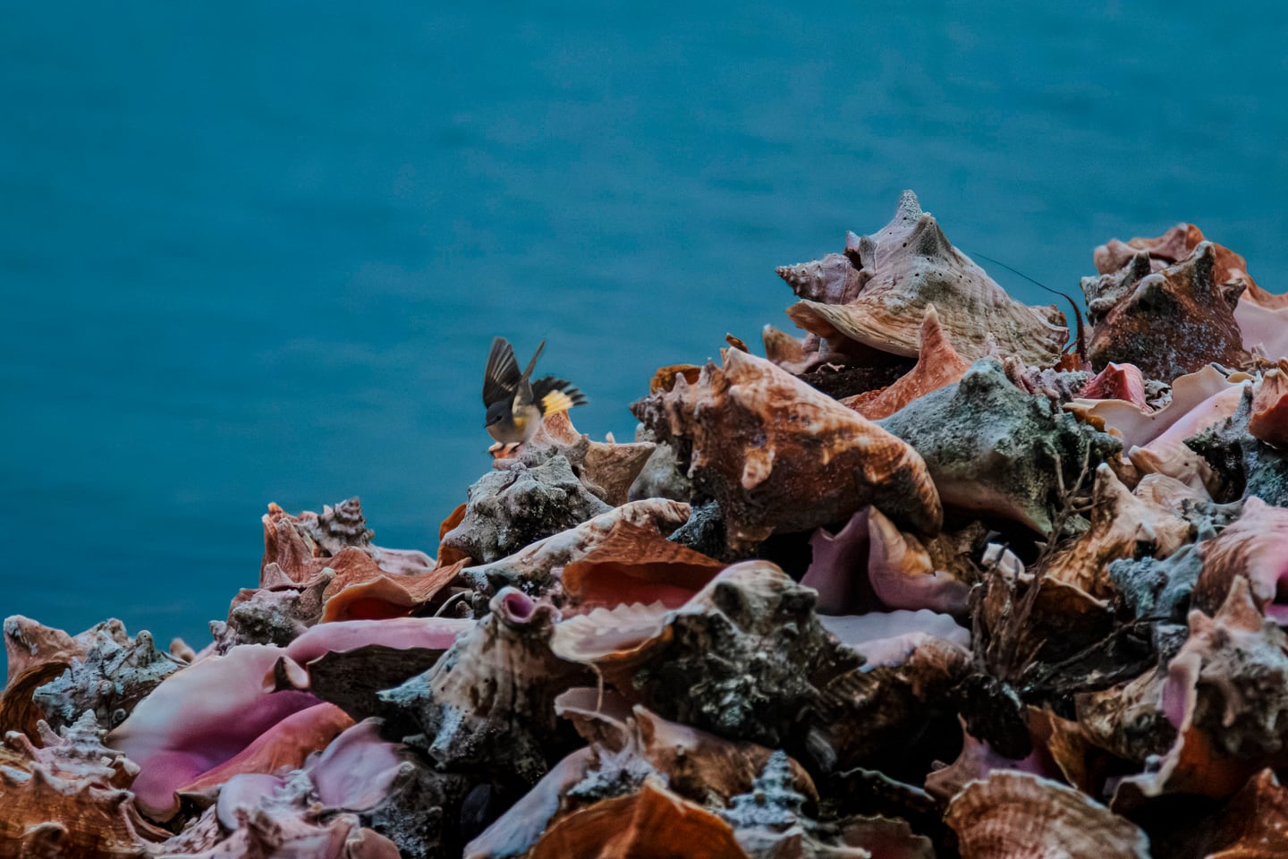 Seashells and coastal texture beside vivid blue water.