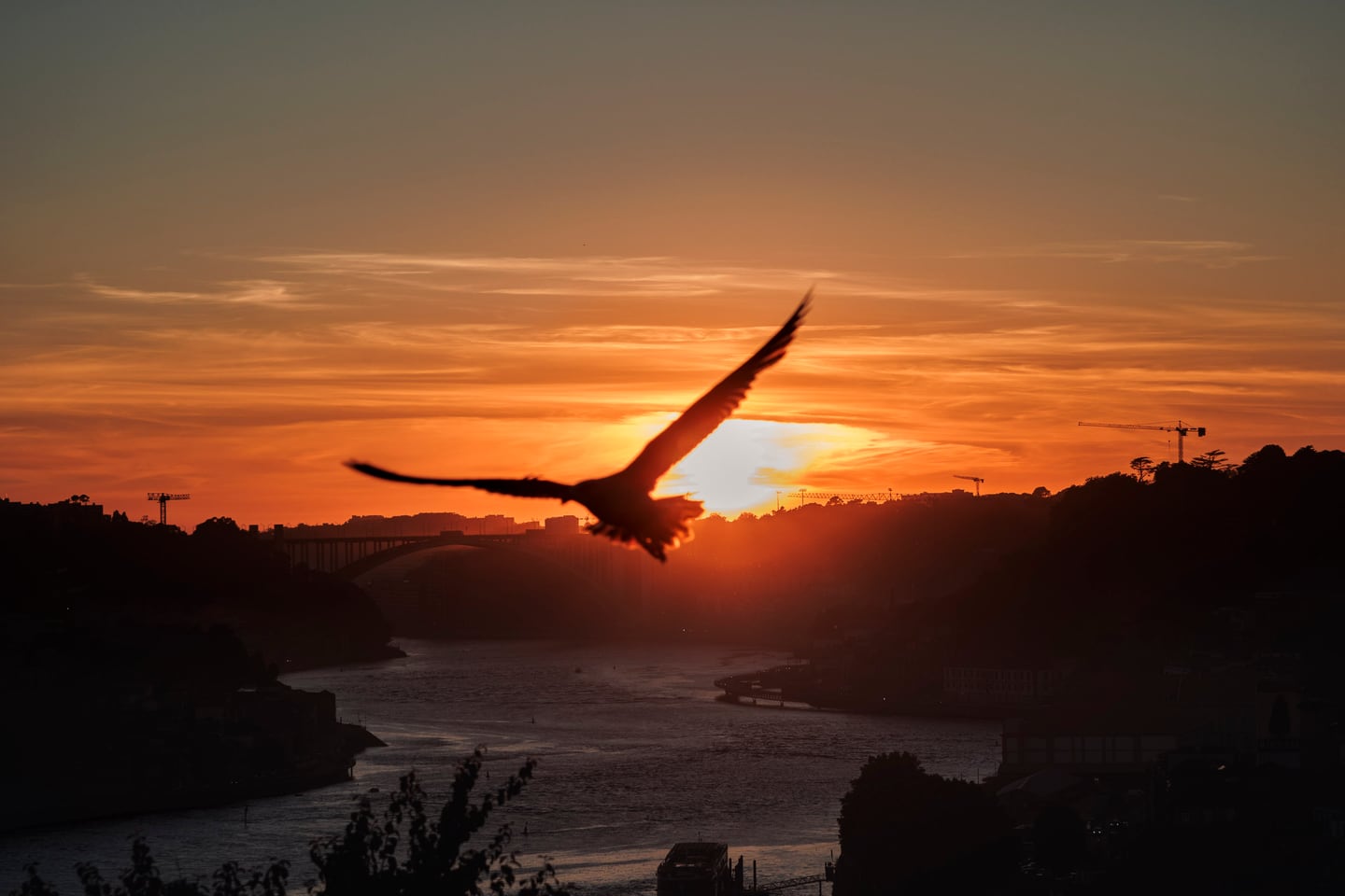 Bird silhouette against a warm sunset sky.
