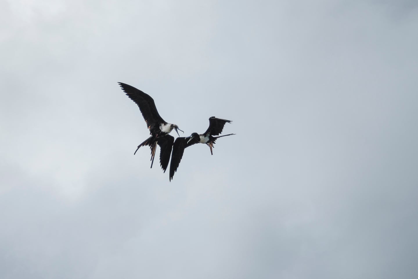 Two birds crossing in midair during a brief contest.
