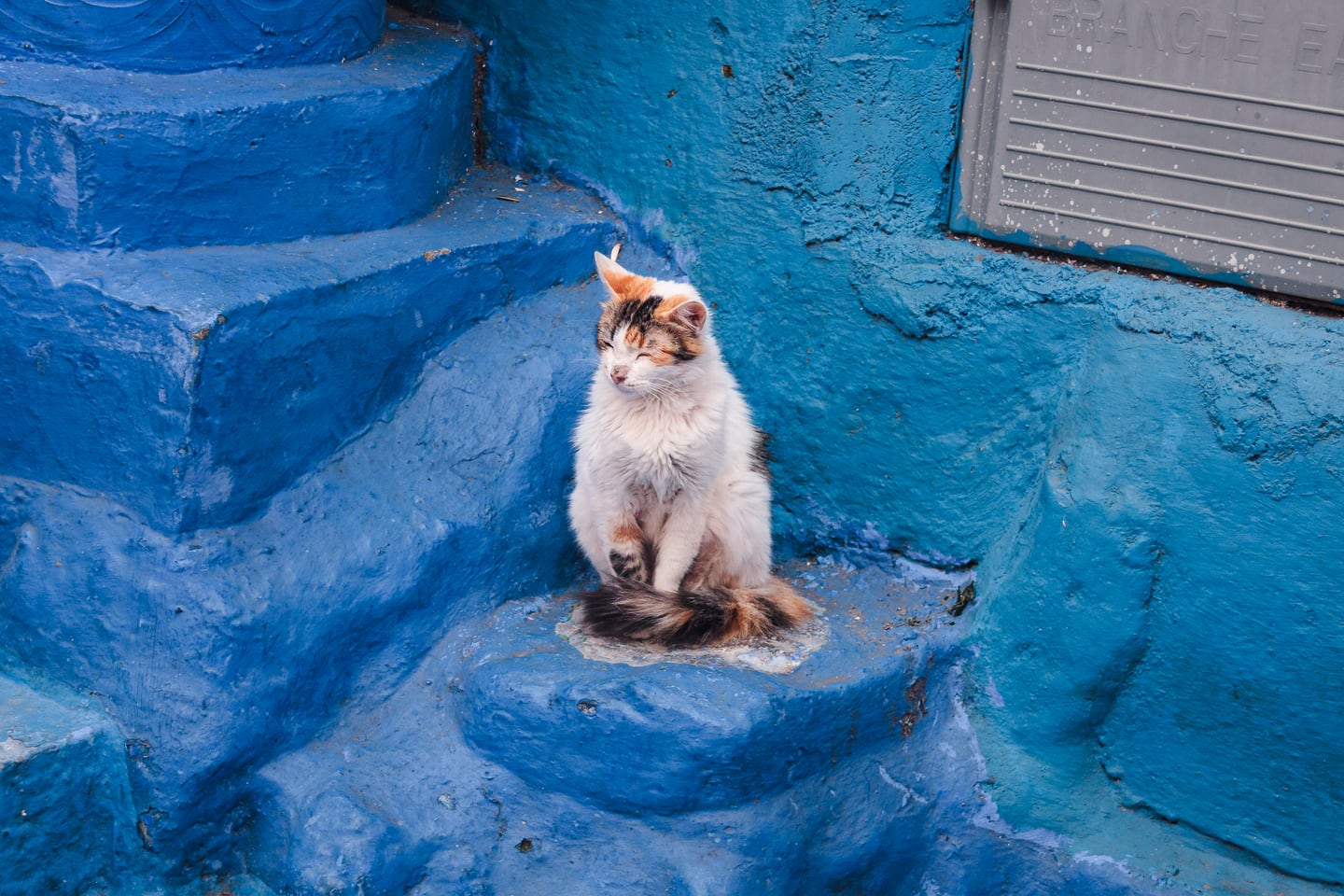 A blue-toned street wall with a cat in shadow.
