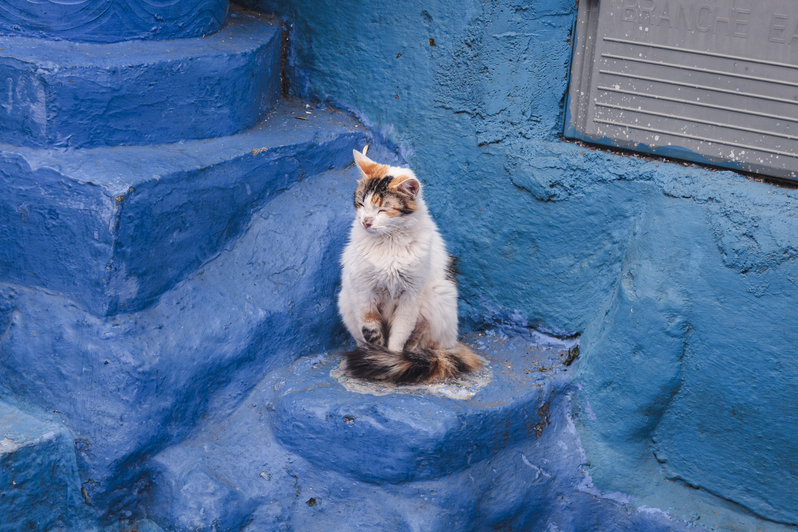 A blue-toned street wall with a cat in shadow.